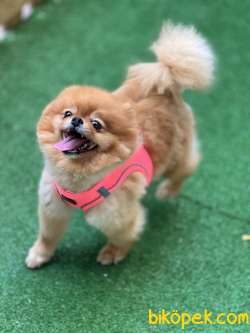 Pomeranianboo Teddybear Dişi 3