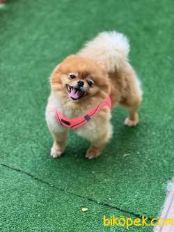 Pomeranianboo Teddybear Dişi 1