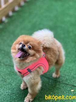Pomeranianboo Teddybear Dişi 2