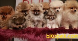 Pomeranianda Son Nokta Ayı Suratlar Burda 2