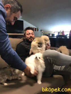 Pomeranianda Son Nokta Ayı Suratlar Burda 3