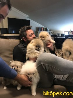 Pomeranianda Son Nokta Ayı Suratlar Burda 1
