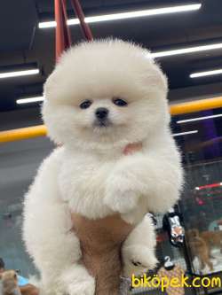 Pomeranianin Kar Beyaz Erkegi 3