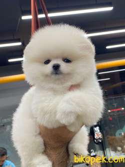 Pomeranianin Kar Beyaz Erkegi 1