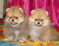 Pomeranianlarımız  Gelmiştir. 3