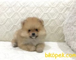 Pomeranianlarımız  Gelmiştir. 2