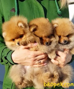 Pomeranianlarımız  Gelmiştir. 1