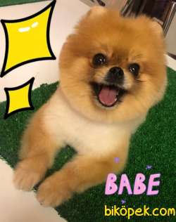 Pomeranianlarin Joker Kizi 1