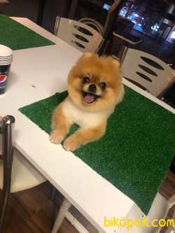 Pomeranianlarin Joker Kizi 2