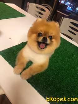 Pomeranianlarin Joker Kizi 3