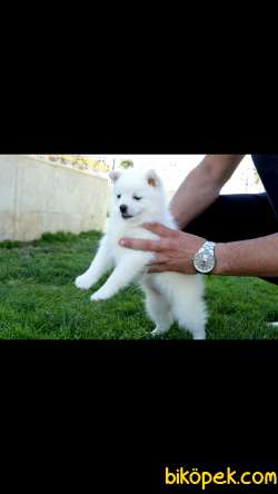 POMERİAN 2