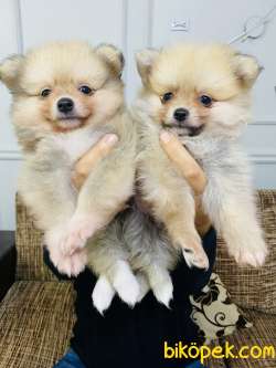 Pomerian 1