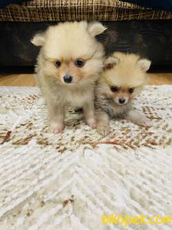 Pomerian 4