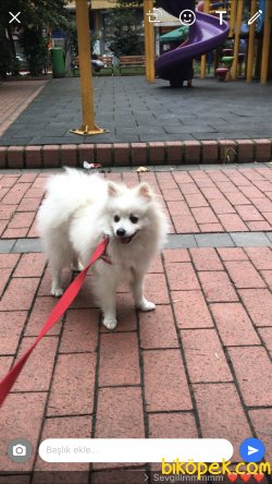 Pomerian 8 Aylık Erkek 4