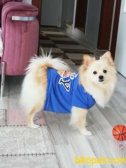 Pomerian Alman Spitz 1