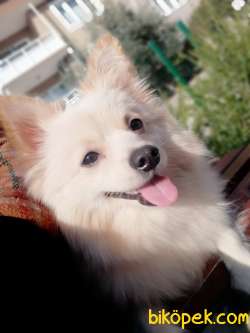 Pomerian Alman Spitz 3