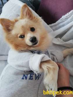 Pomerian Alman Spitz 2