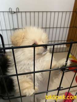 Pomerian Alman Spitz Yavrumuz Satılıktır 3