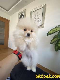 Pomerian Alman Spitz Yavrumuz Satılıktır 1