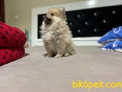 Pomerian Bebişlerimizi Ücretli Sahiplandiriyoruz 1
