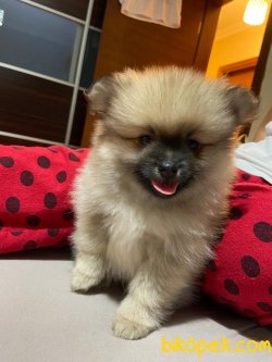 Pomerian Bebişlerimizi Ücretli Sahiplandiriyoruz 5