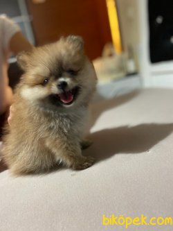 Pomerian Bebişlerimizi Ücretli Sahiplandiriyoruz 2