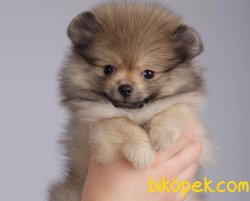 Pomerian Boo 3