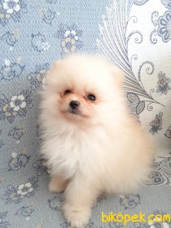 Pomerian Boo 3