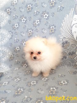 Pomerian Boo 2
