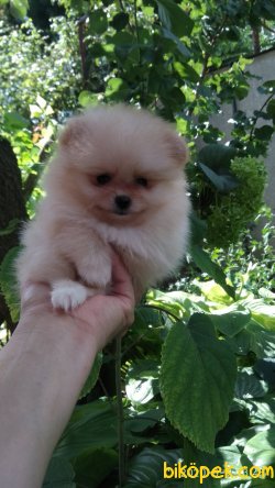 Pomerian Boo 4