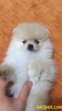 Pomerian boo 3