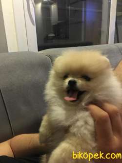 Pomerian boo 4