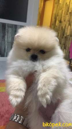 Pomerian boo 2