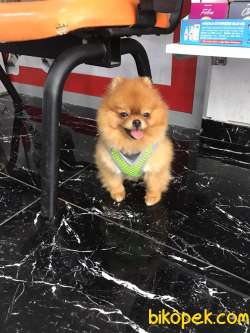 Pomerıan Boo 2