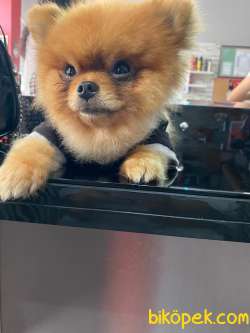 Pomerıan Boo 3