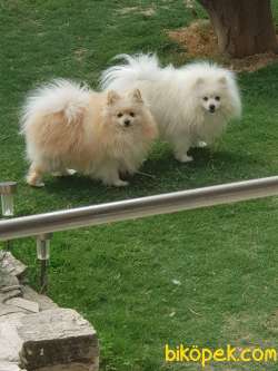 Pomerian Boo 4