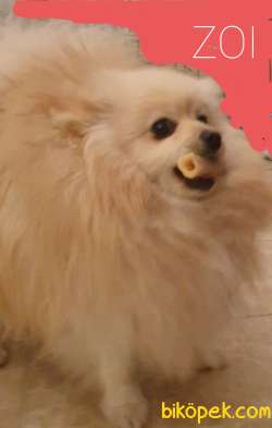 Pomerian Boo 3