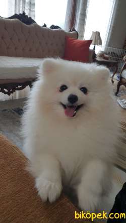 Pomerian Boo 1