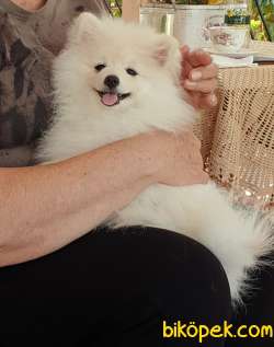 Pomerian Boo 2