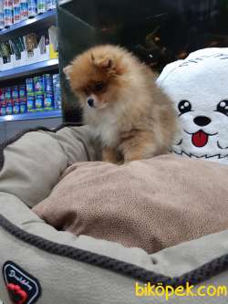 Pomerian Boo 3 Aylık Microcipli Dişi 1