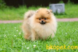 POMERİAN BOO AYI SURAT 2
