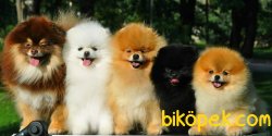 POMERİAN BOO AYI SURAT YETİŞKİN 3