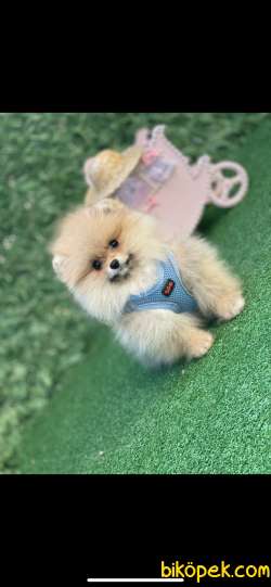 Pomerian Boo Gülen Yüz 1