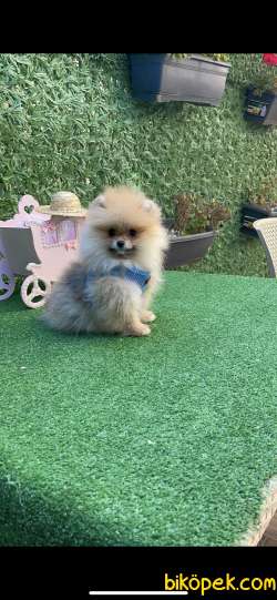 Pomerian Boo Gülen Yüz 3