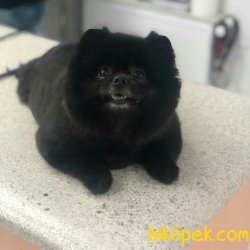 Pomerian Boo Kızımız 4