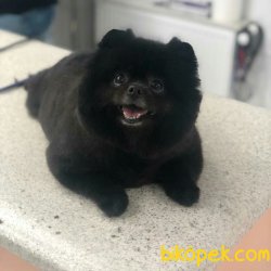 Pomerian Boo Kızımız 2