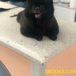 Pomerian Boo Kızımız 3