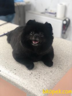 Pomerian Boo Kızımız 1