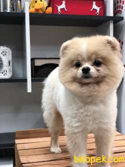 Pomerian Boo Oğlumuz 1