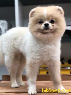 Pomerian Boo Oğlumuz 2